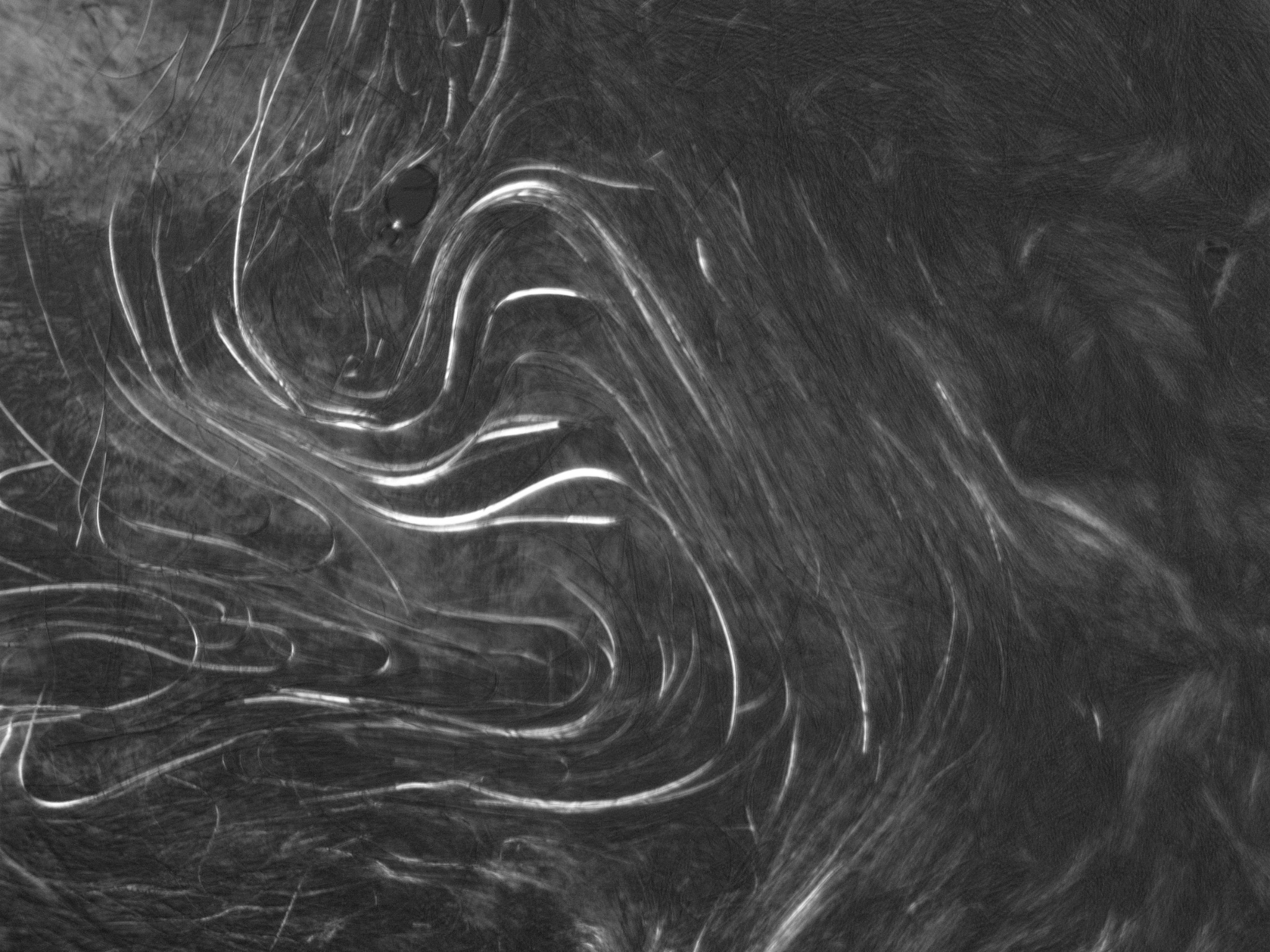 Micrograph showing elongated fibrillar structures in an arginine–dodecanoic-acid soft paste
