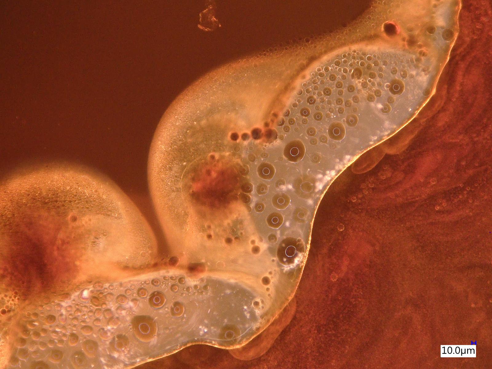 Optical micrograph of lignin-containing sulfolane–water mixture showing droplets and interfaces, with original 10 micrometre scale bar