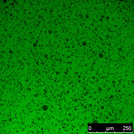 Green confocal image with dark dispersed domains in the rhamnolipid-mediated THF–water system