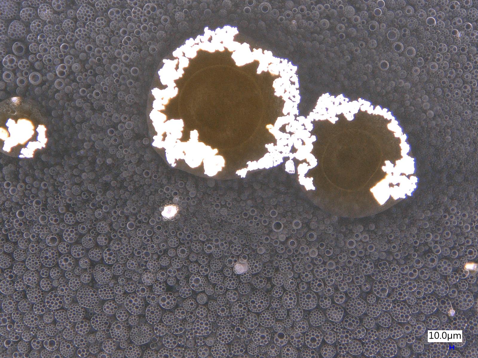 Optical micrograph of NaOH-induced sulfolane-rich droplets with sulfur-rich interfacial regions and fine dispersed droplets